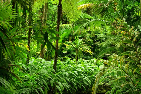 Пальма-Лиана тропических лесов