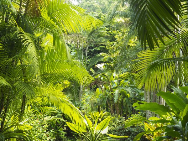 Полувечнозеленые сезонные (листопадные) тропические леса