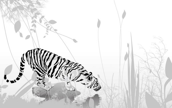 Белый тигр на белом фоне