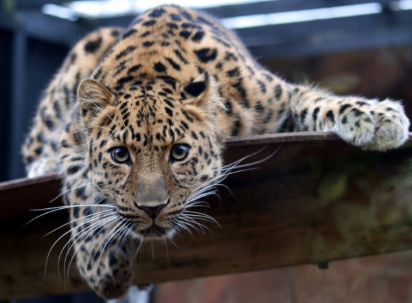 Дальневосточный леопард в зоопарке