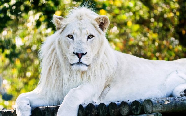 Заповедник Тимбавати белый Лев