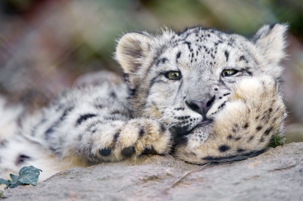 Снежный леопард Ирбис