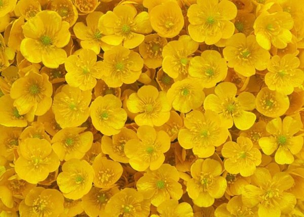 Лютиуи жёлтые цветы андертейл