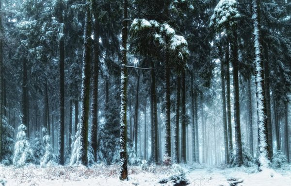 Фоны таинственный лес зима