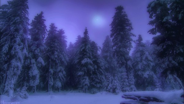 Таинственный зимний лес