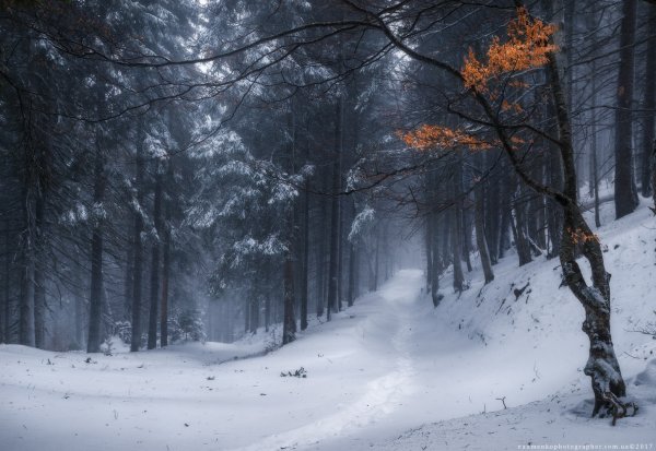 Зимний лес Сумерки