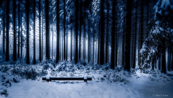 Сумеречный зимний лес