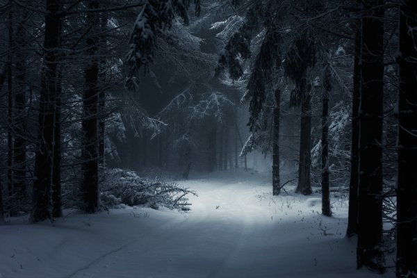 Лес снег ночь