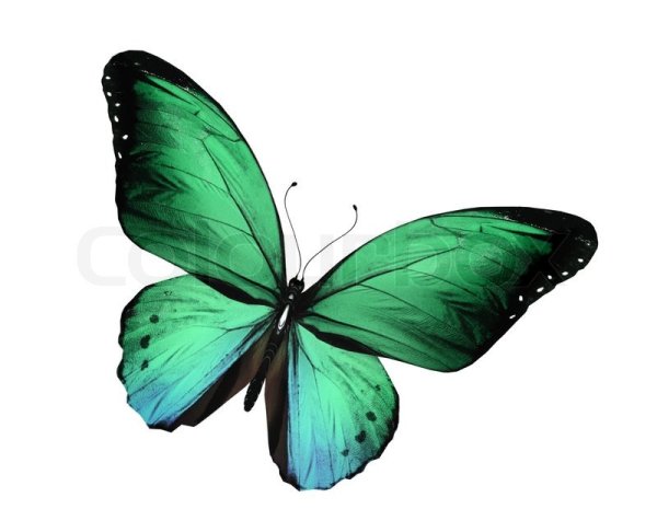 Темно зеленые бабочки на белом фоне