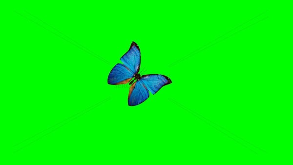 Бабочки Green Screen