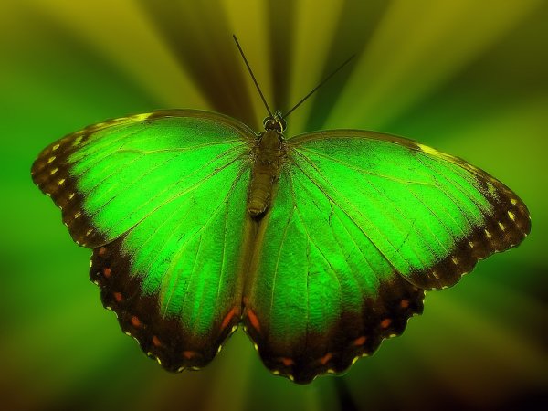 Баттерфляй Butterfly зеленый