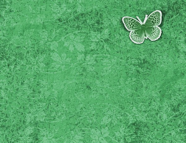 Бабочка на зеленом фоне