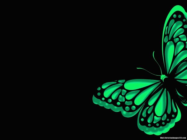 Красивая зеленая бабочка