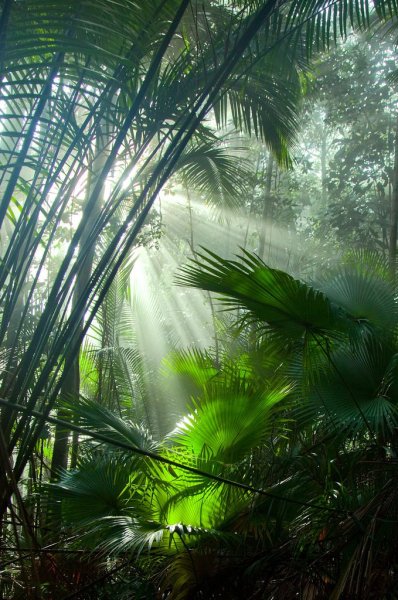 Фоны тропических лесов