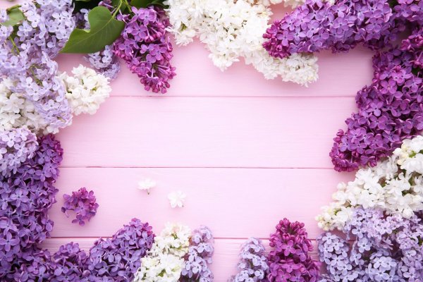 Фоны цветы фиолетового цвета
