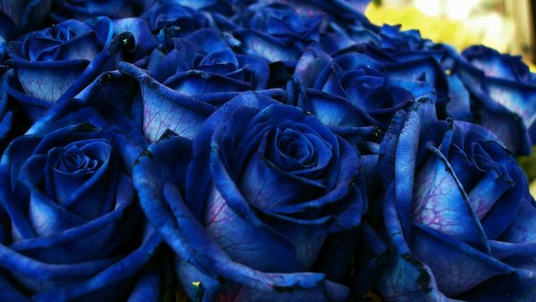 Роза голубая Лагуна