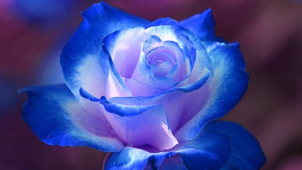 «Голубая роза» Лидер