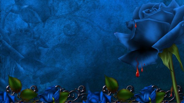 Синие розы HD