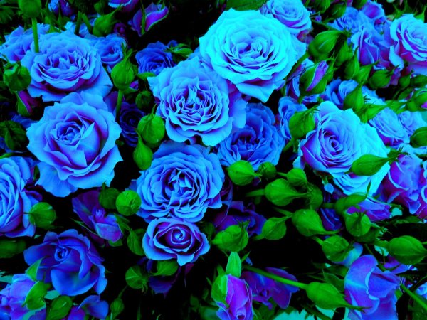 Куст синих роз