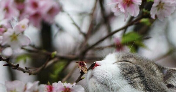Кошка Весна