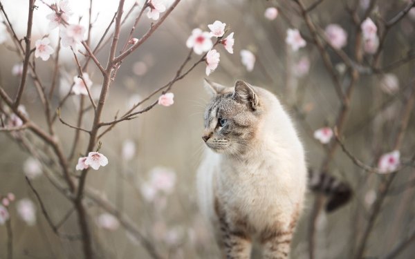 Фоны весна коты