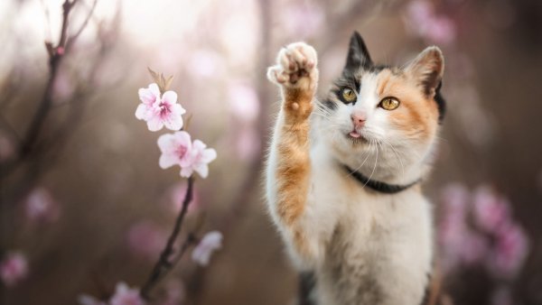 Котенок и Весна