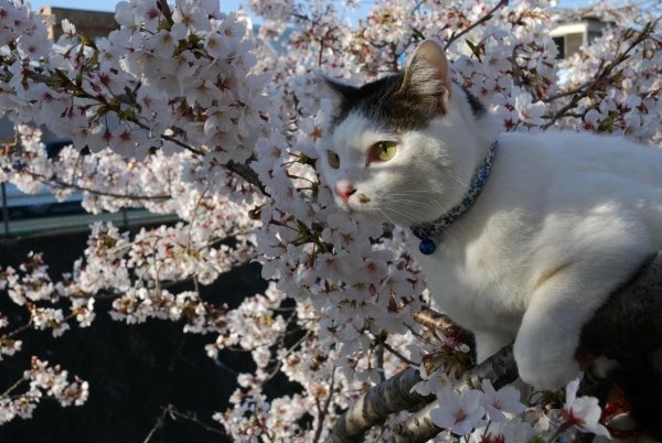 Весенний котик