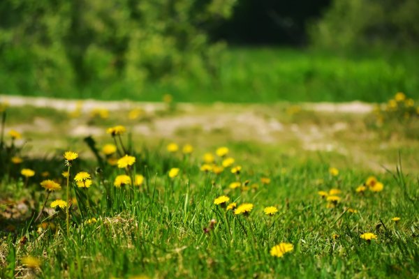 Фоны желтые цветы в зеленой траве