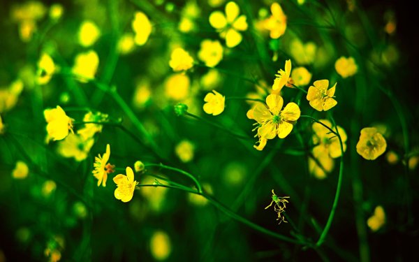 Полевые цветы желтые Лютик