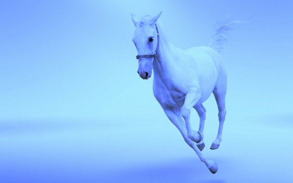 Лошадь на синем фоне