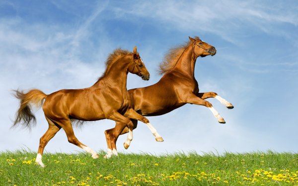 Обои лошади