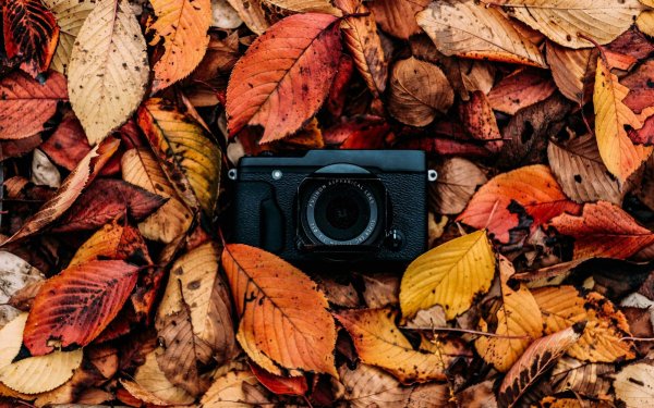 Фотоаппарат в осенних листьях