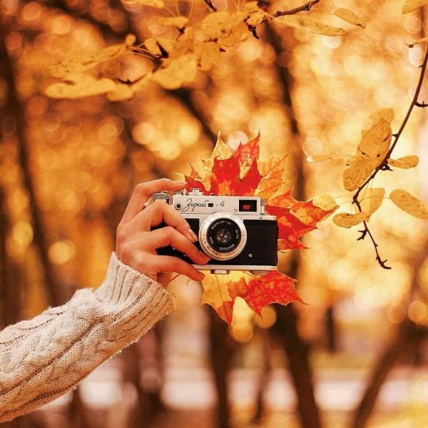 Фотоаппарат в осенней листве