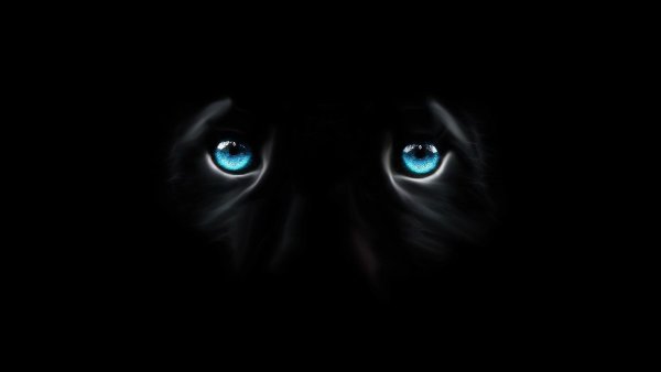 Глаза животных на черном фоне