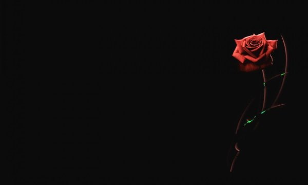 Розы на темном фоне