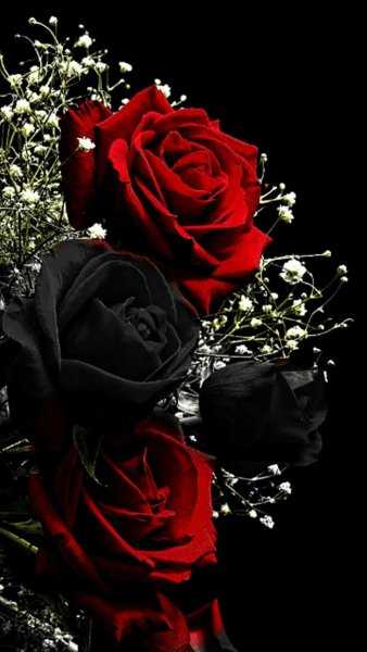 Глянцевые розы на черном фоне