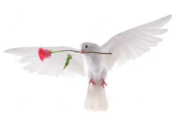 Белый голубь с цветком в клюве