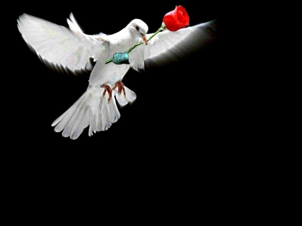 Белый голубь с цветком
