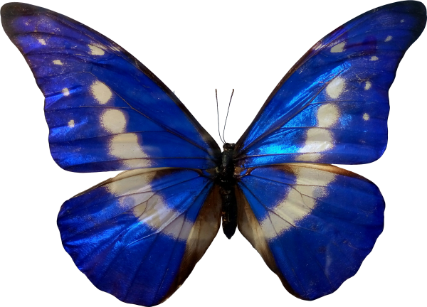 Синяя бабочка