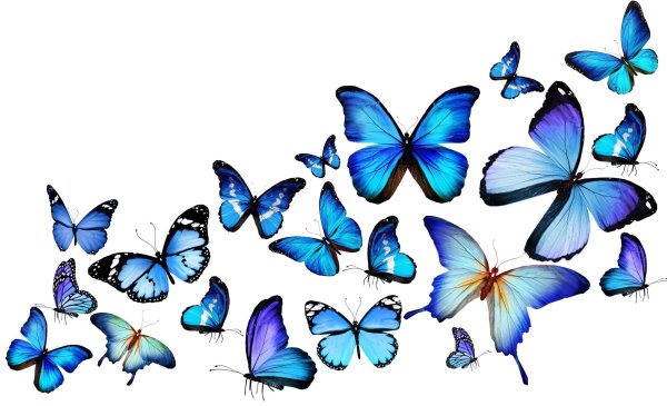 Бабочки цветные на прозрачном фоне