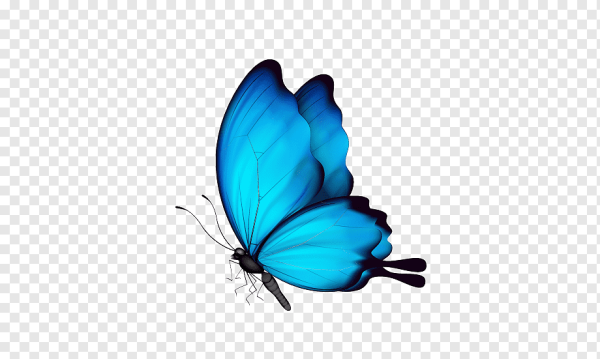 Синие бабочки на прозрачном фоне