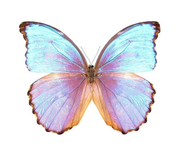 Бабочка Морфо Гекуба
