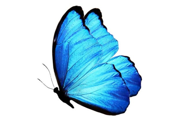 Голубая бабочка сбоку