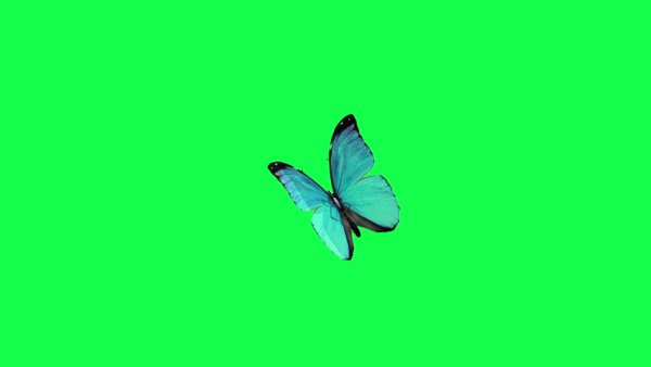Голубая бабочка на зеленом фоне