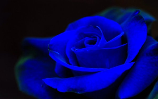 Темно синие розы