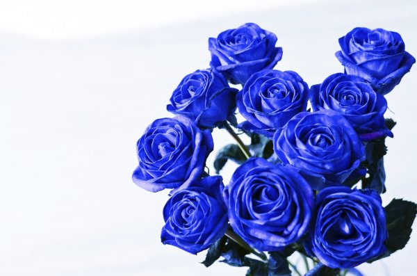 Роза синяя Мондиаль