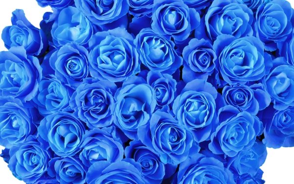 Букет синих роз "сапфир"