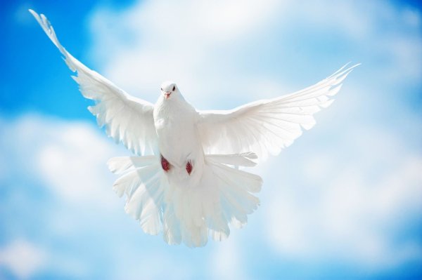 Красивые белые голуби в небе