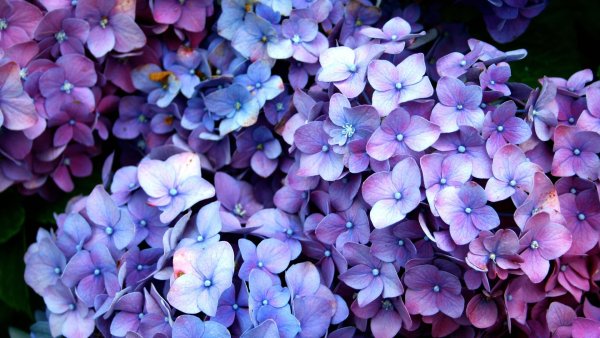 Голубо фиолетовый фон цветы