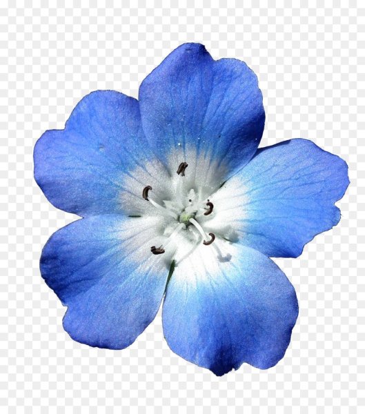 Голубые цветы на белом фоне
